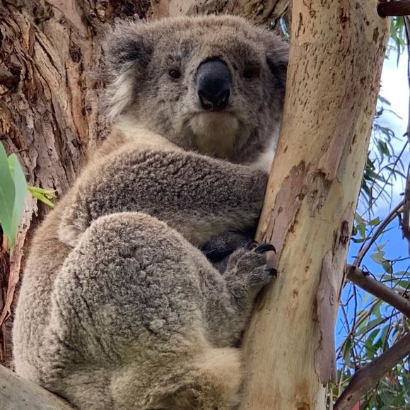 Meet your Posher, Marilyn - Picture 1 of 1